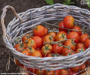 yapboz Sepet domates